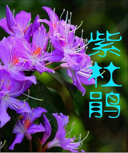 湘西最后的国军司令:紫杜鹃封面