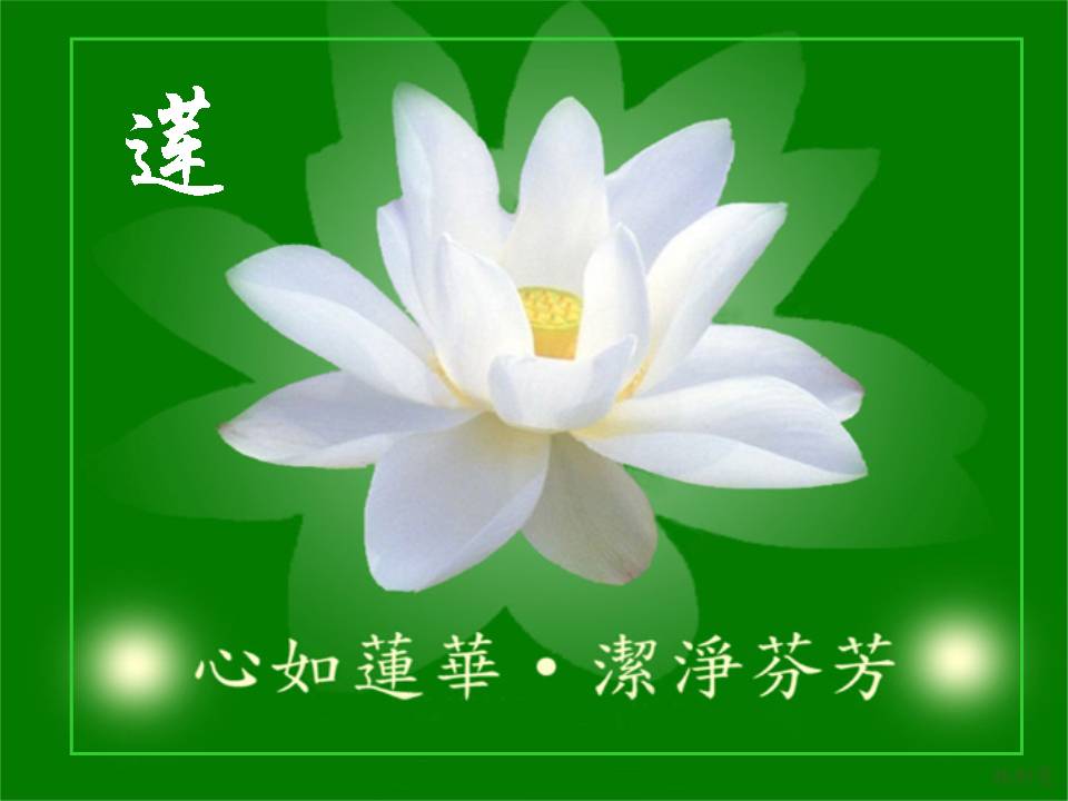 如莲花般的心封面