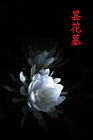 昙花墓封面