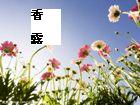 留得香魂住:香露封面