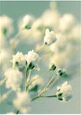 �ػ�����֮��Өѩ��