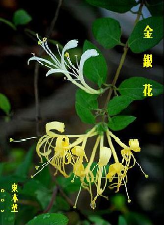 金银花封面