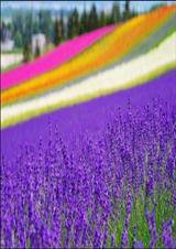 �ڻ��밮��